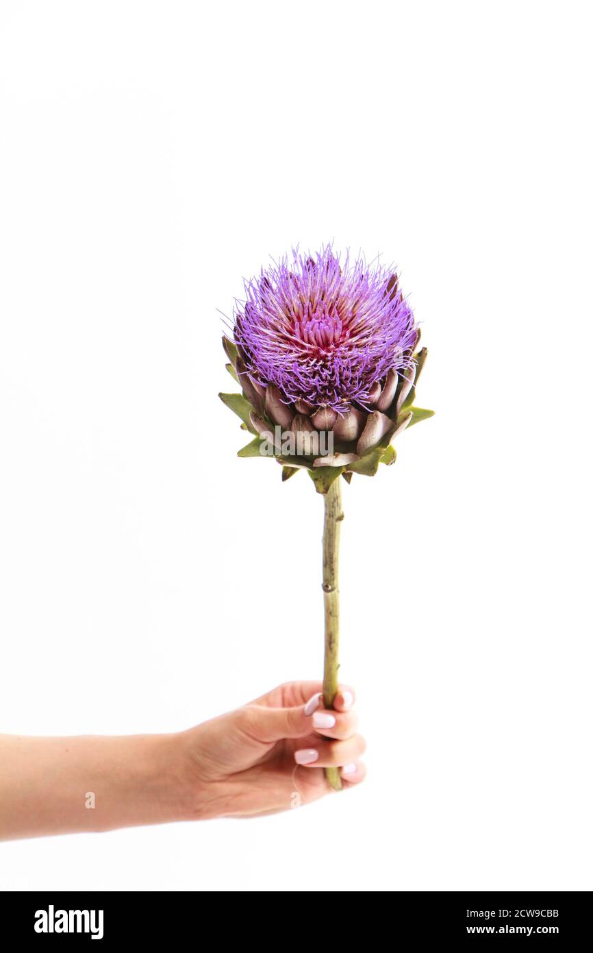 Female hand holds single artichoke flower on white backdrop, greeting card concept, selective focus Stock Photo