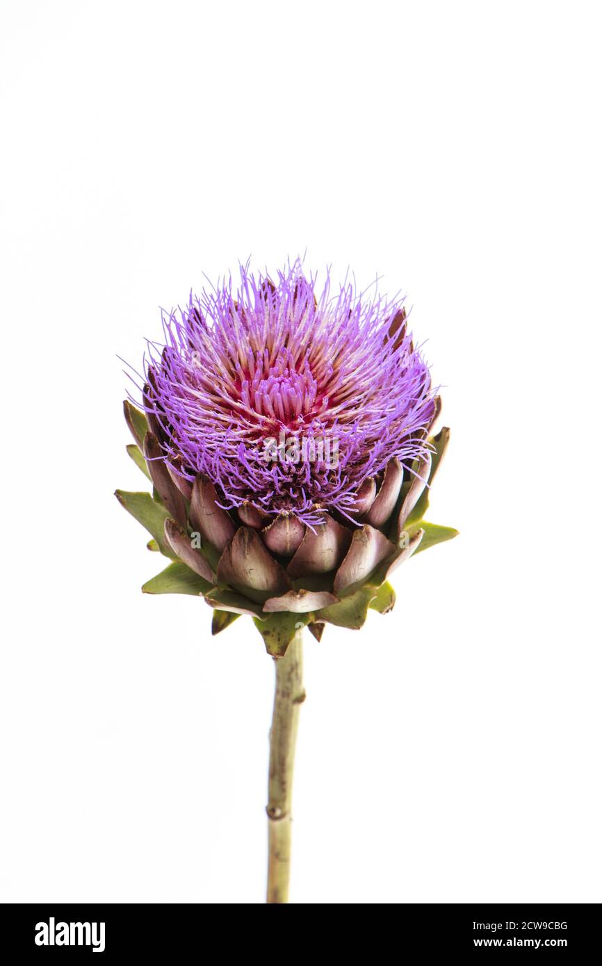 Single artichoke flower on white backdrop, greeting card concept, selective focus Stock Photo