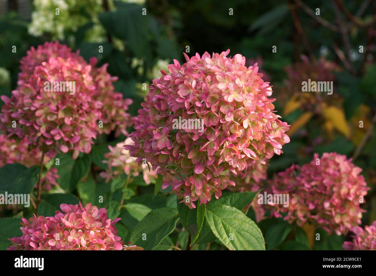 Hydrangea paniculata Little Lime blooms in the garden. Hydrangea paniculata in the autumn garden. Stock Photo