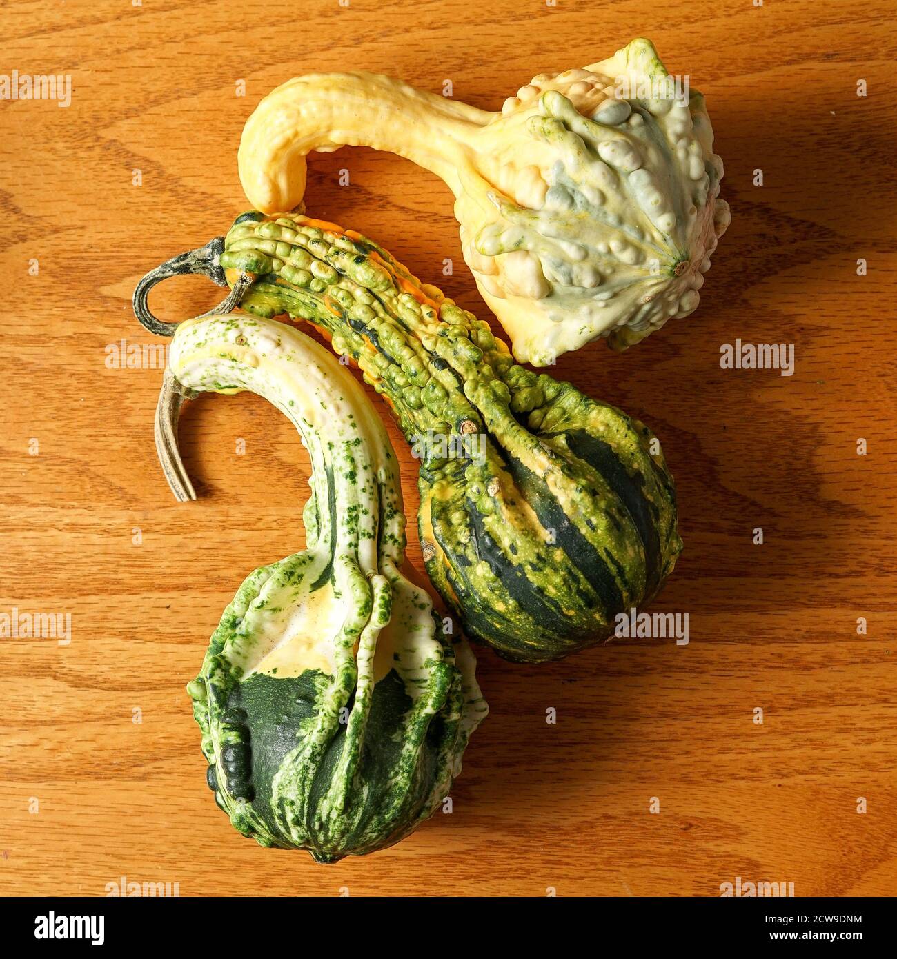 Mini pumpkins and gourds Stock Photo Alamy