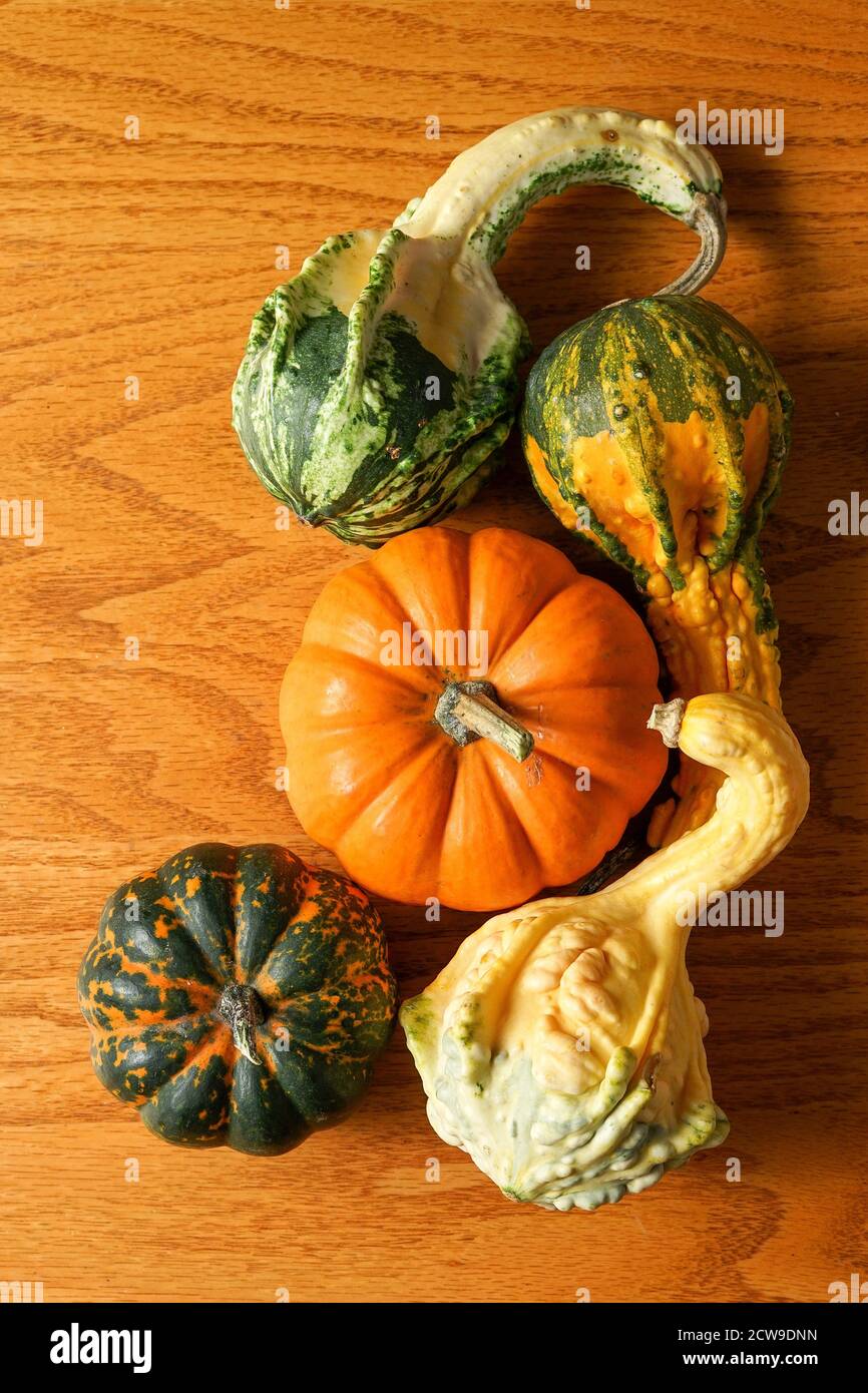 Mini pumpkins and gourds Stock Photo
