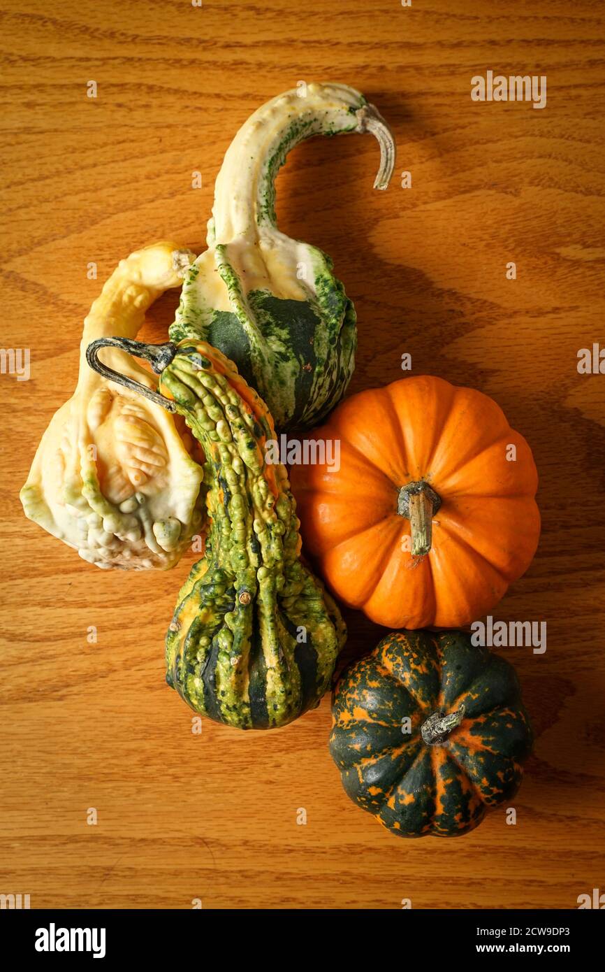 Mini pumpkins and gourds Stock Photo Alamy