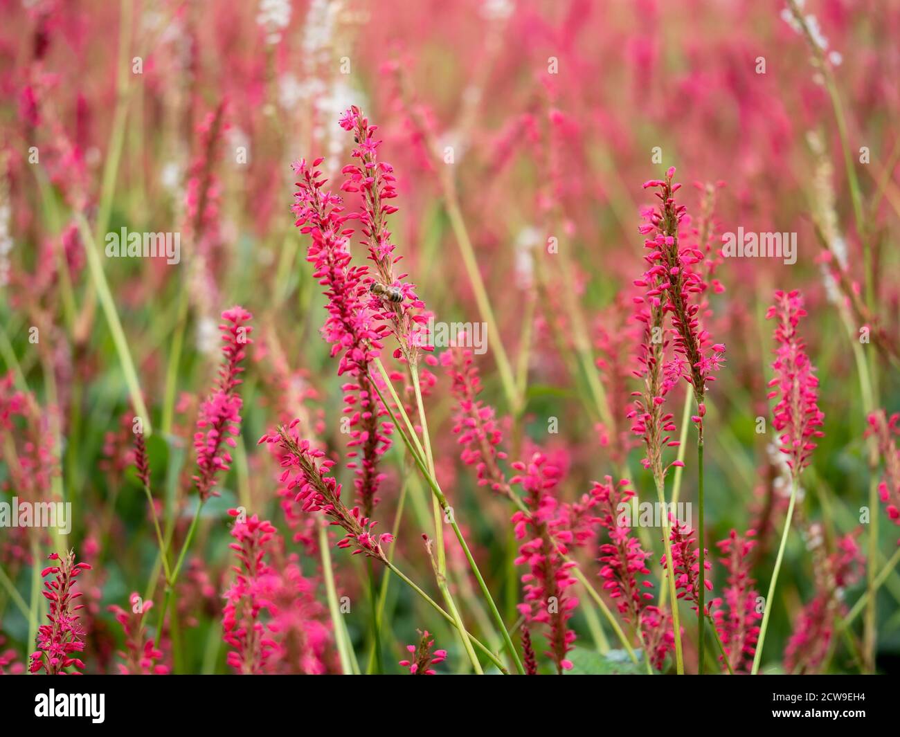 Pretty flower spikes of Persicaria amplexicaulis in a garden with soft focus Stock Photo