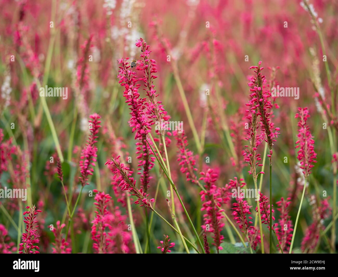 Pretty flower spikes of Persicaria amplexicaulis in a garden with soft focus Stock Photo