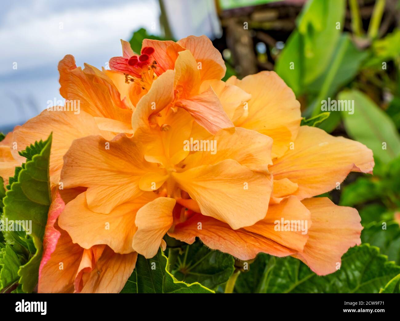 german business plants German Business Plants – limited Collectors Edition – GUDBERG NERGER main image 1