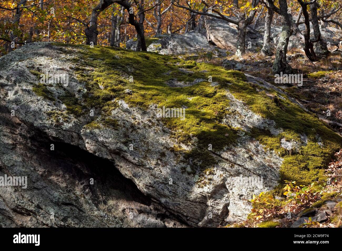 The rock covered by moss and crustose lichen Stock Photo