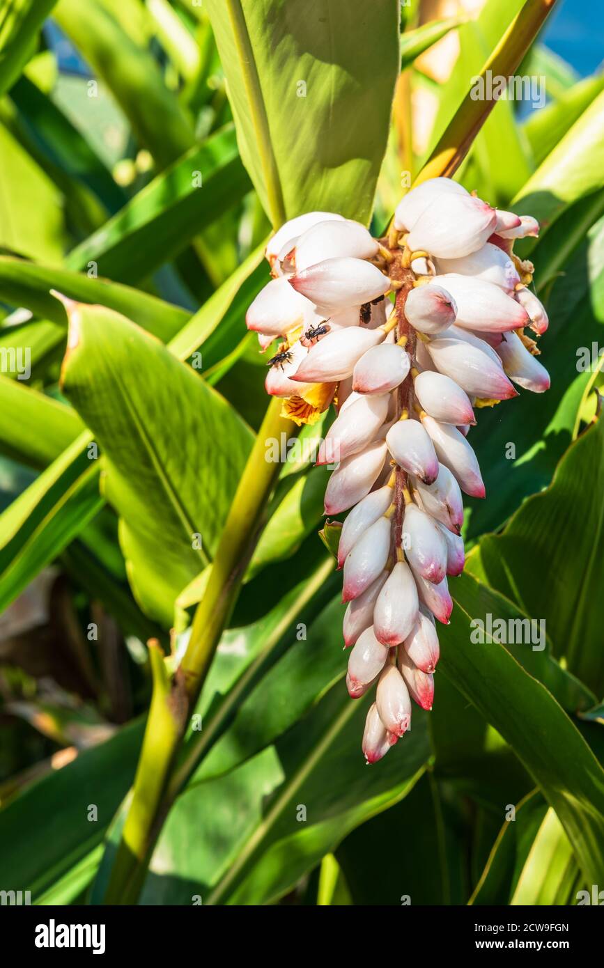 Exotic flora hi-res stock photography and images - Alamy