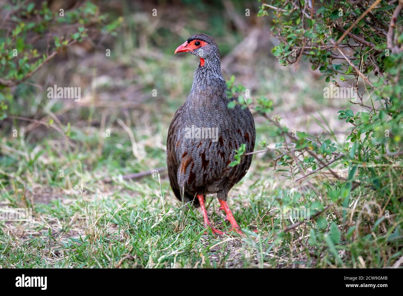 Red-necked spurfowl (Francolinus afer) standing in grass in Kenya Stock Photo