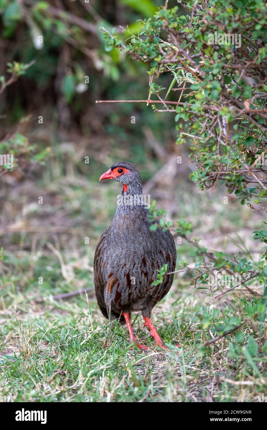 Red-necked spurfowl (Francolinus afer) standing in grass in Kenya Stock Photo