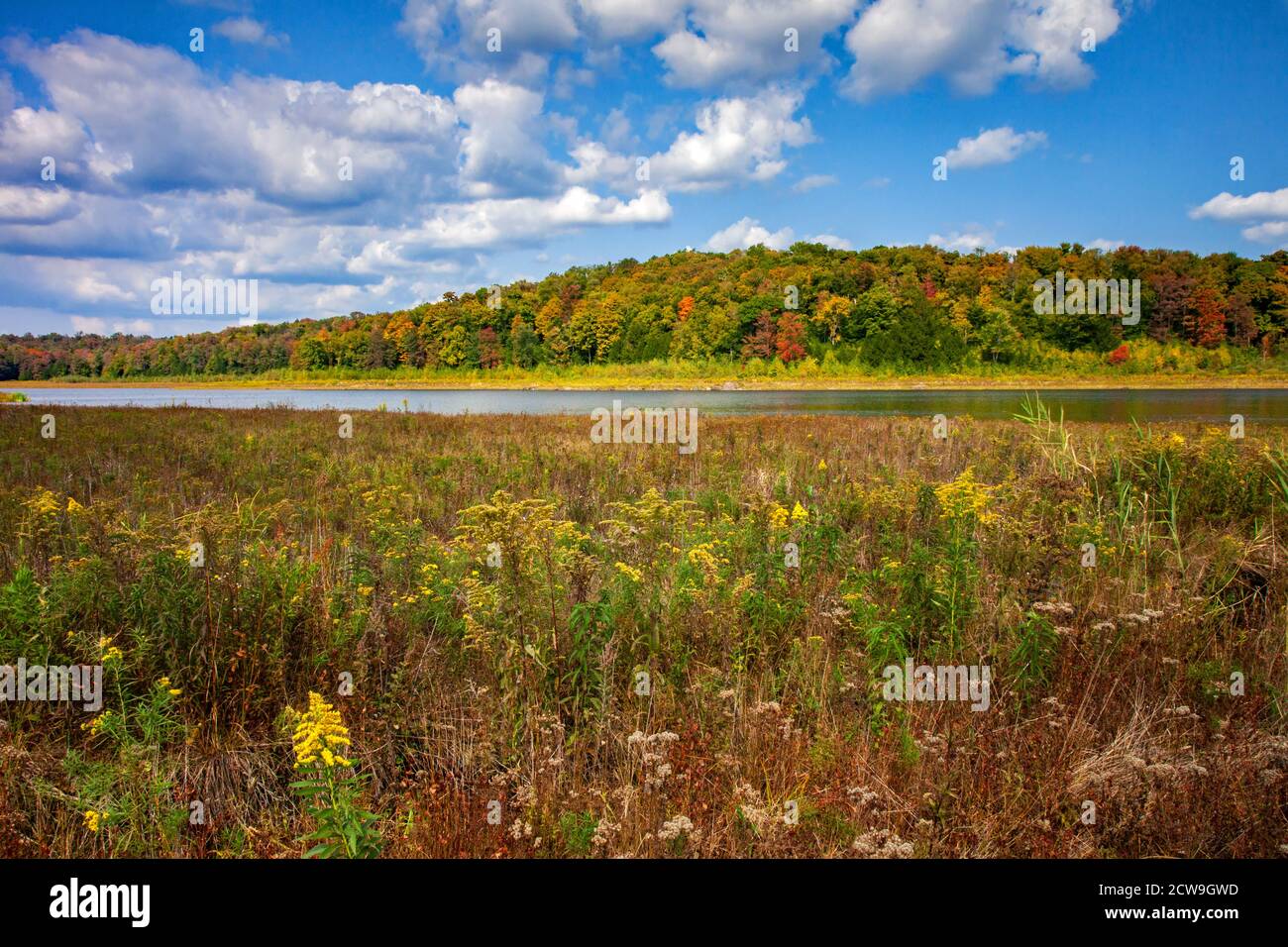 Lower Woods Pond is a 50acre natural lake in northern Wayne County