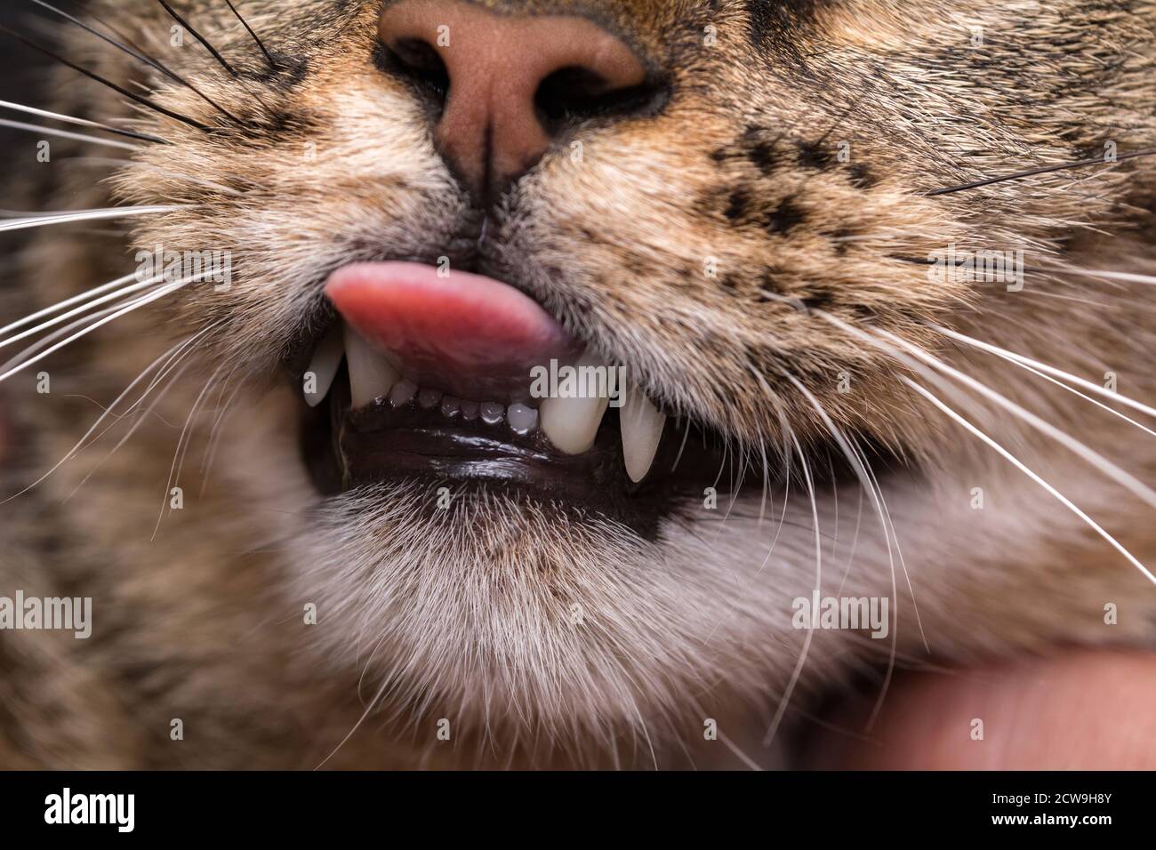 Brown cat stuck out his tongue. Focusing on teeth Stock Photo Alamy