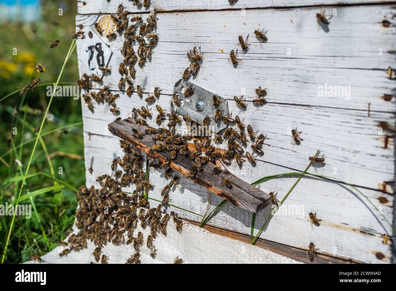 Bees returning hive hi-res stock photography and images - Alamy