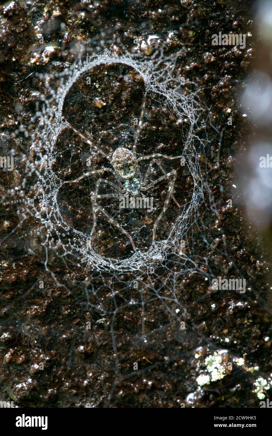 Hypochilius hires stock photography and images Alamy