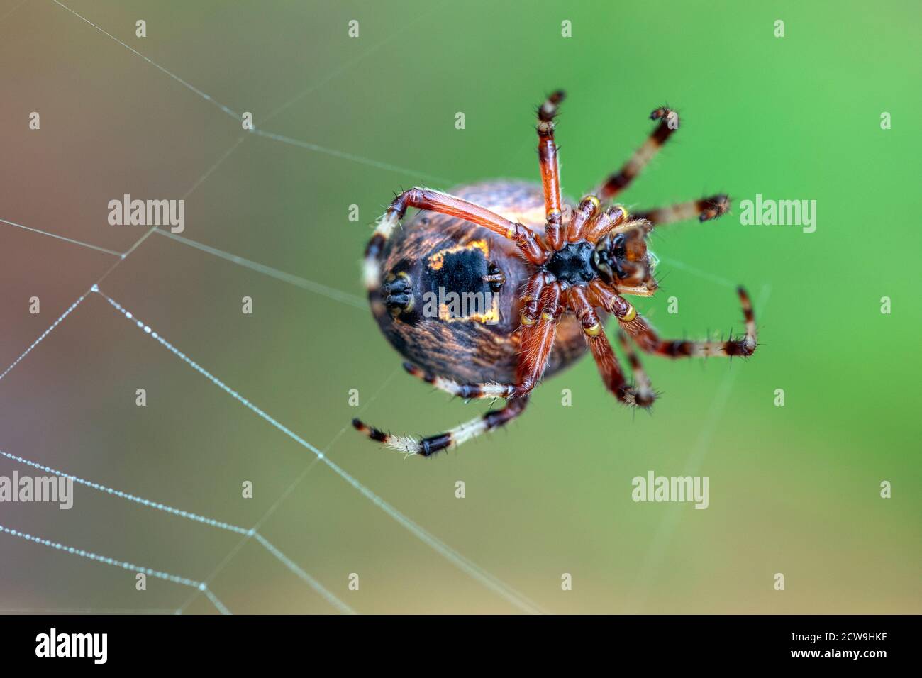 Ventral View of Orb Weaver Spider (Araneus sp.) - Blue Ridge Parkway, near Asheville, North Carolina, USA Stock Photo