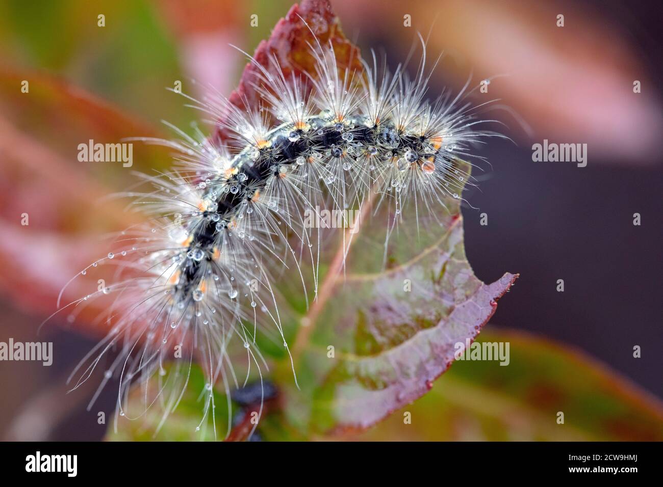 Close-up of long-haired caterpillar eating leaf - Blue Ridge Parkway, near Asheville, North Carolina, USA Stock Photo