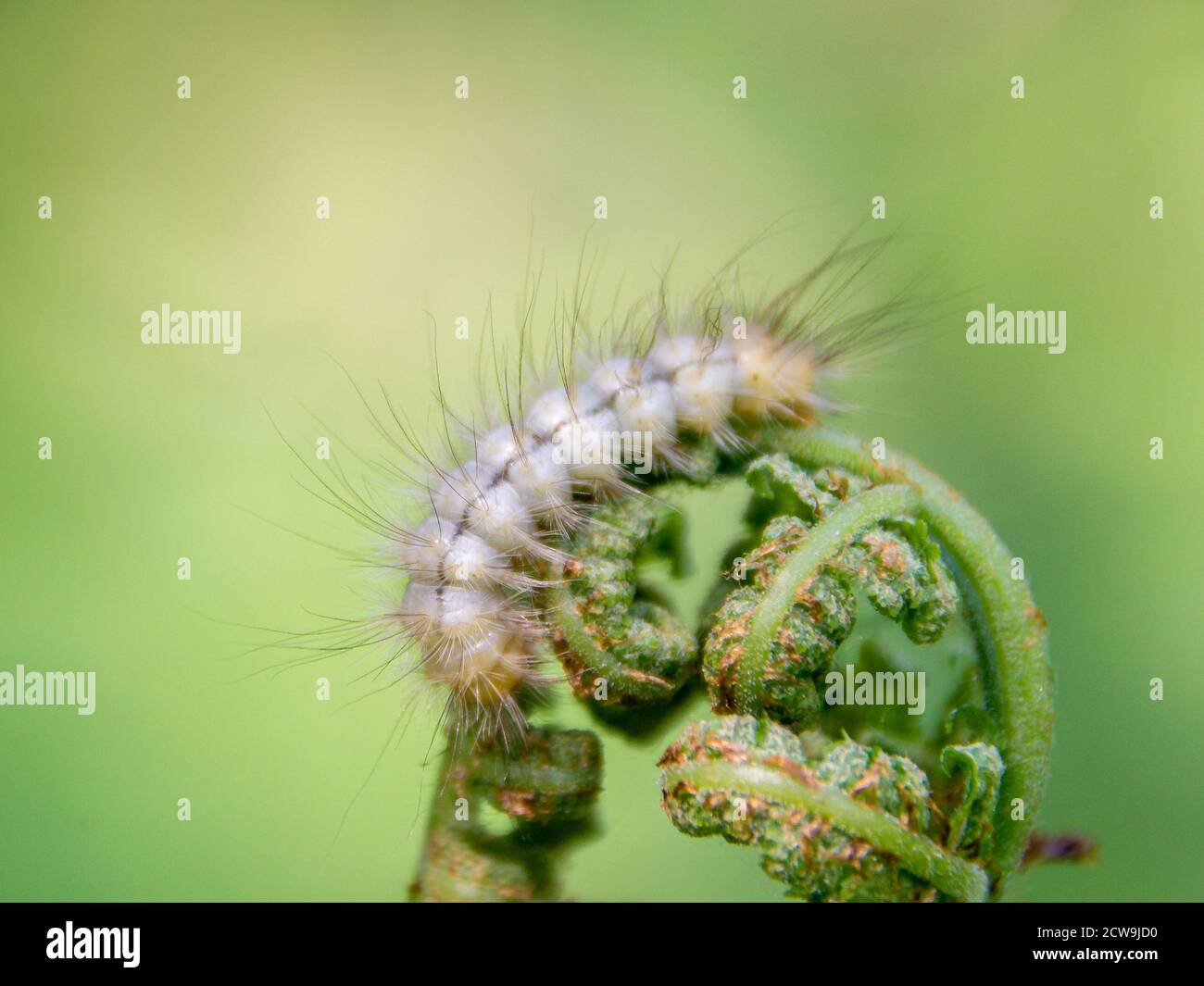 light hairy caterpillar with dark longitudinal stripes on young shoots of bracken fern, selective focus Stock Photo