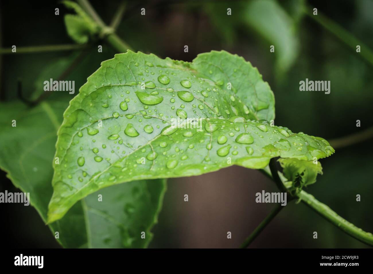 drops of water on the leaves. green nature background Stock Photo - Alamy