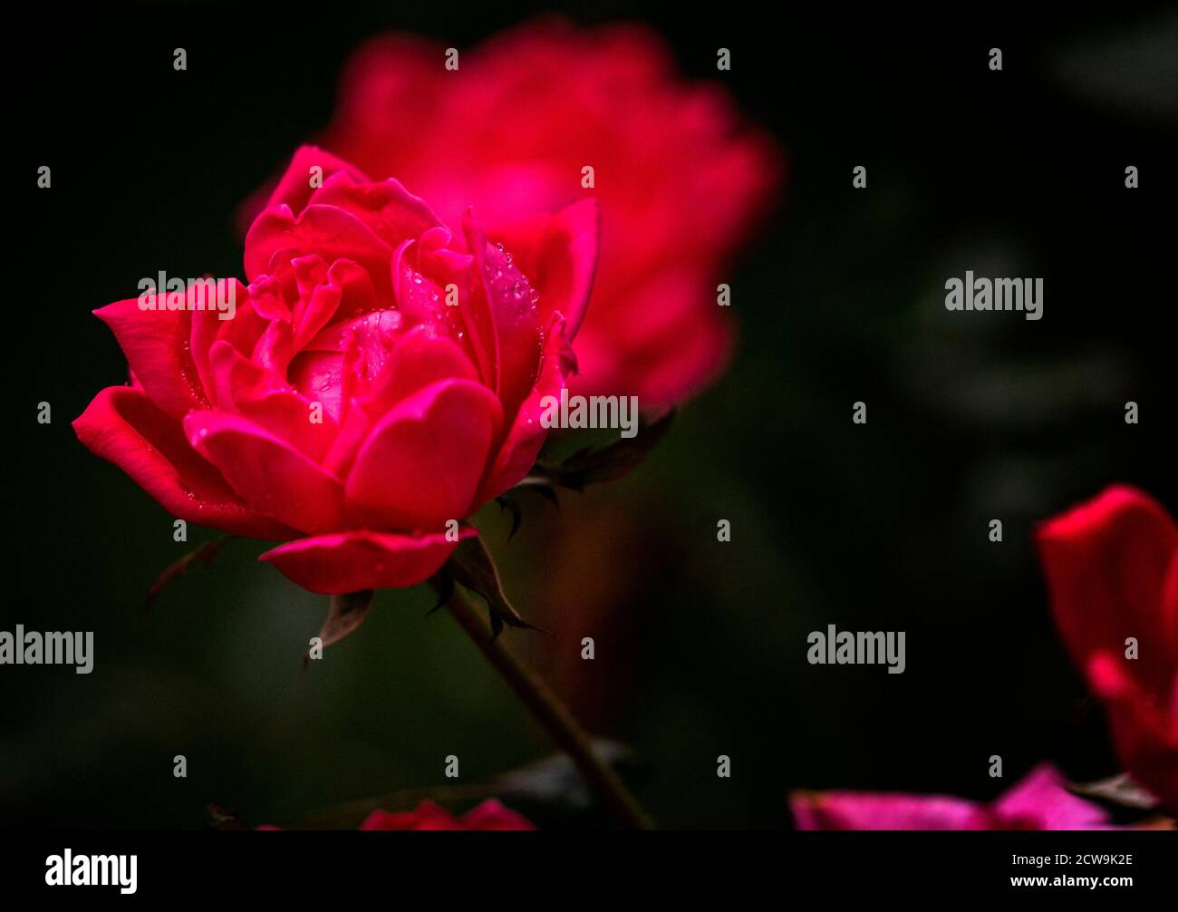 A Bright red rose in the rain Stock Photo