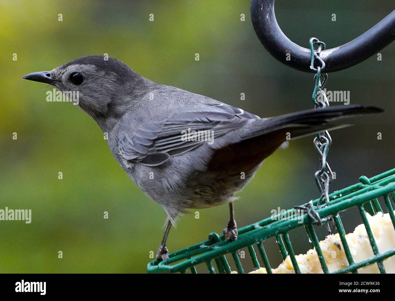 Gray Catbird looks around on the Suet Feeder Stock Photo Alamy