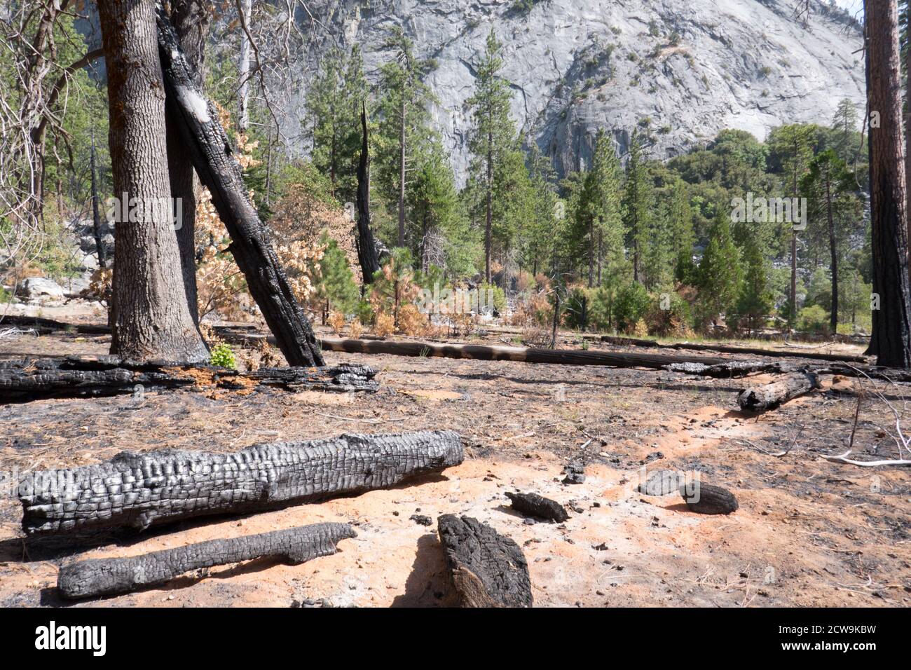 burnt and fallen trees from wildfires in Kings Canyon National park