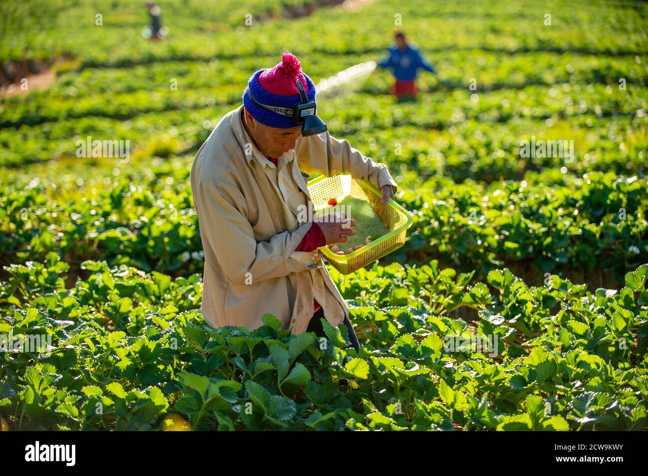 https://c8.alamy.com/comp/2CW9KWY/chiang-mai-thailand-jan-16-2016-the-old-man-was-working-and-carrying-a-plastic-basket-to-collect-fresh-strawberries-on-a-farm-on-a-hill-in-the-2CW9KWY.jpg