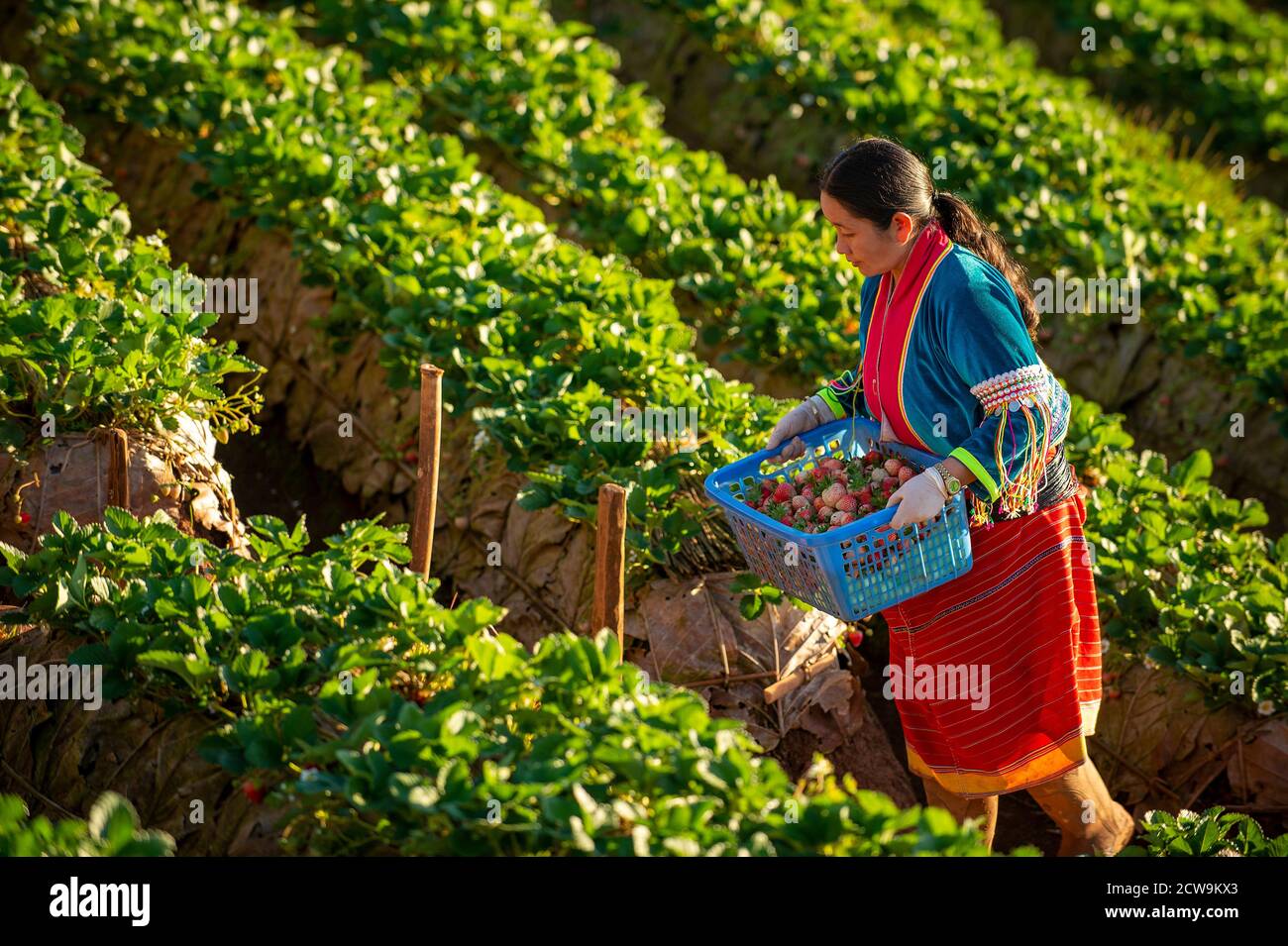 Chiang Mai / Thailand Jan 16 2016 A woman dressed in a tribal style Working for strawberry