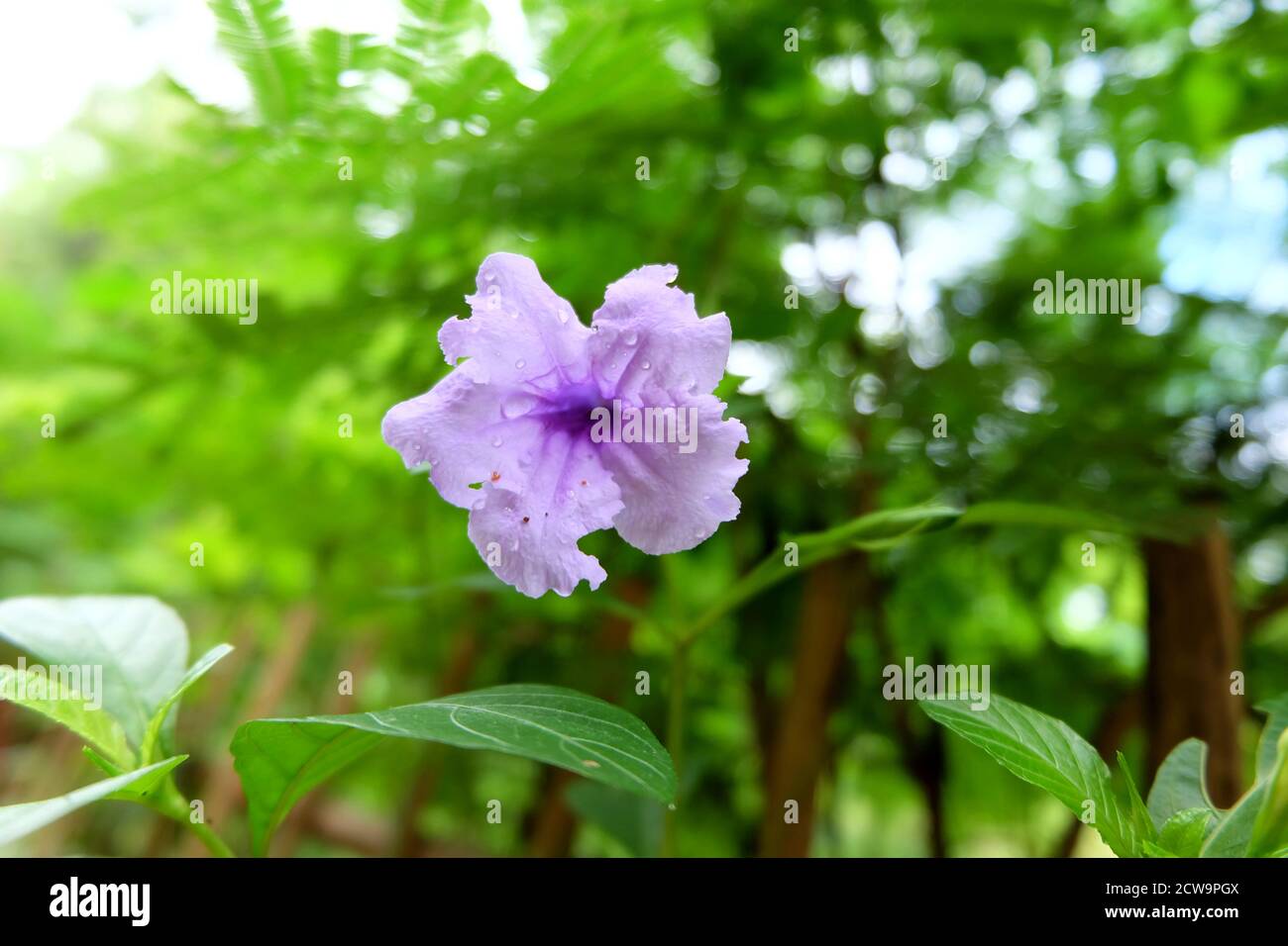 Ruellia simplex, mexican petunia (Ruellia angustifolia) in the garden soft focus and blurred background, Selectived focus, Close up Stock Photo
