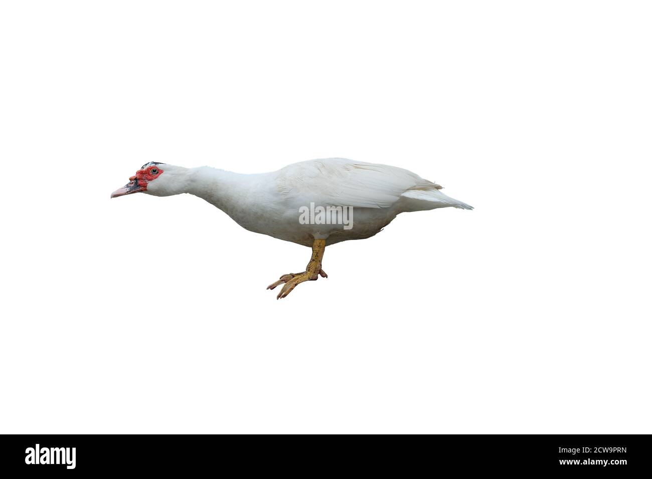 White duck isolated standing on white background and clipping path Stock Photo