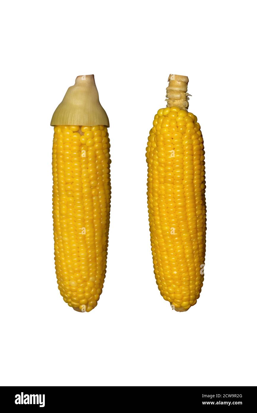 Boiled corn isolated on white background, clipping path Stock Photo