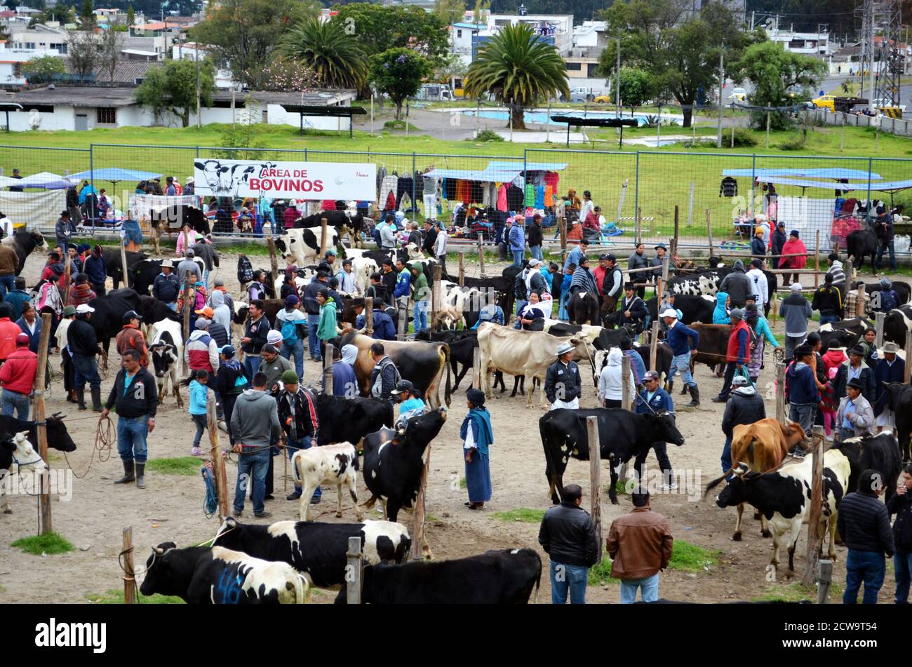 Ecuador cow hi-res stock photography and images - Alamy