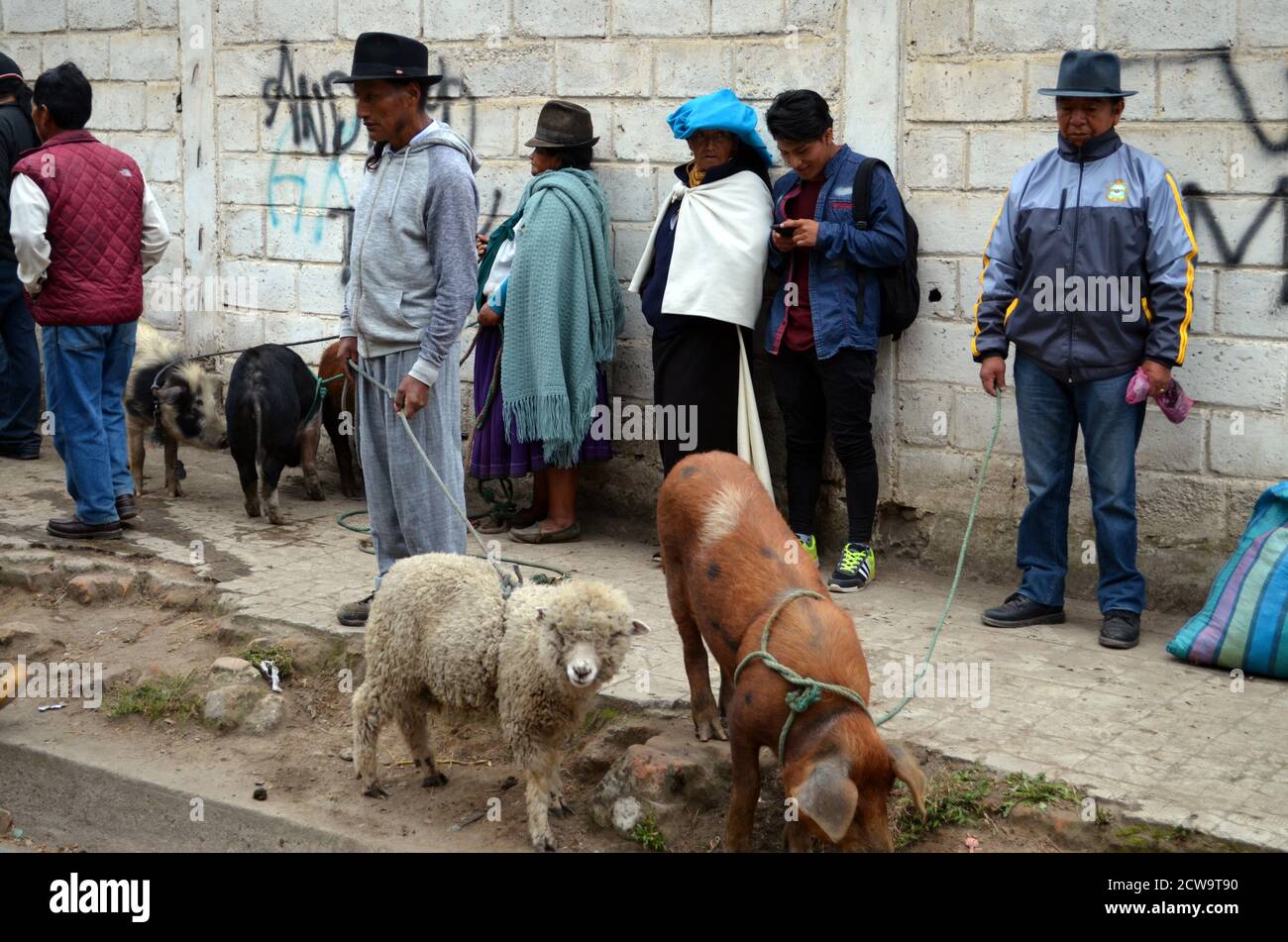 Otavalo, Ecuador - Indigenous Pig & Sheep Sellers at Mercado de ...
