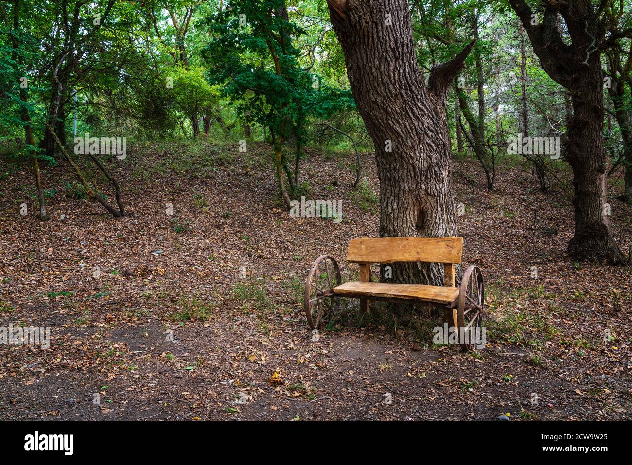 Picnic site with wooden table and benches in forest Stock Photo - Alamy