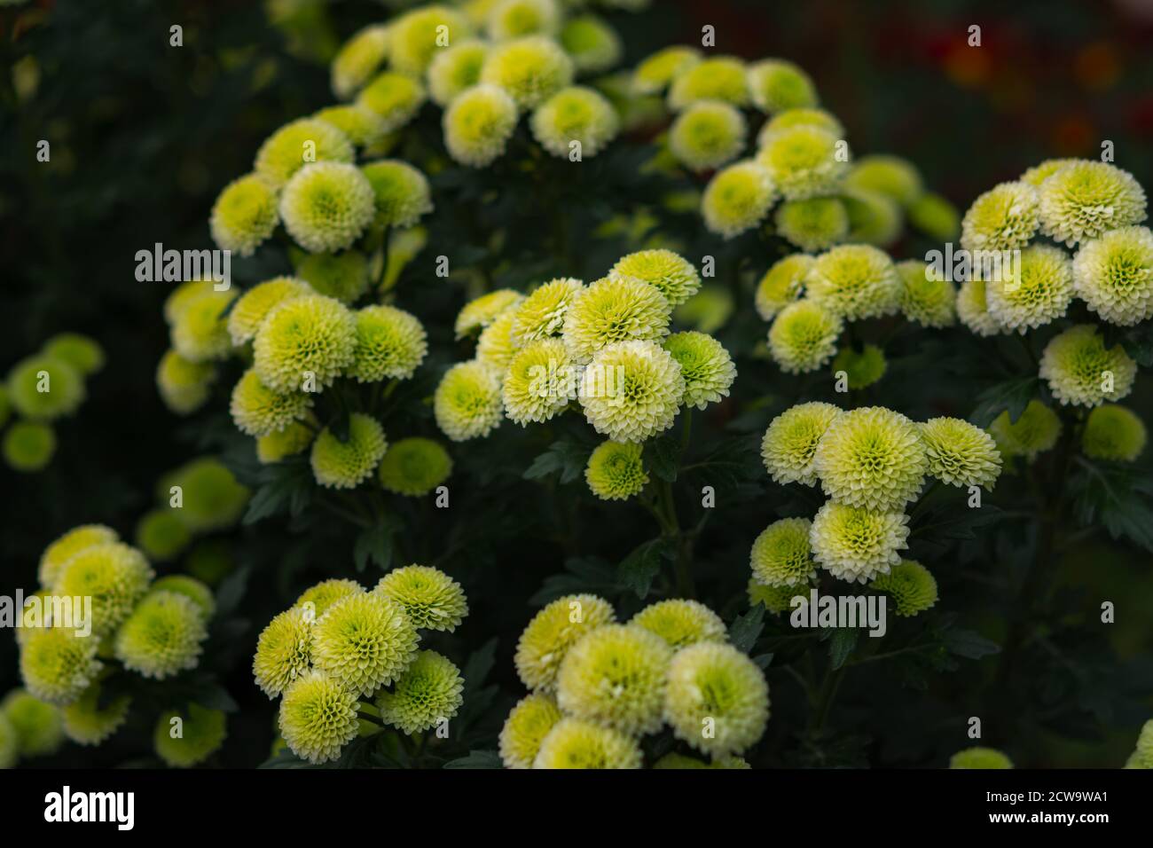Green Chrysanthemums High Resolution Stock Photography and Images - Alamy