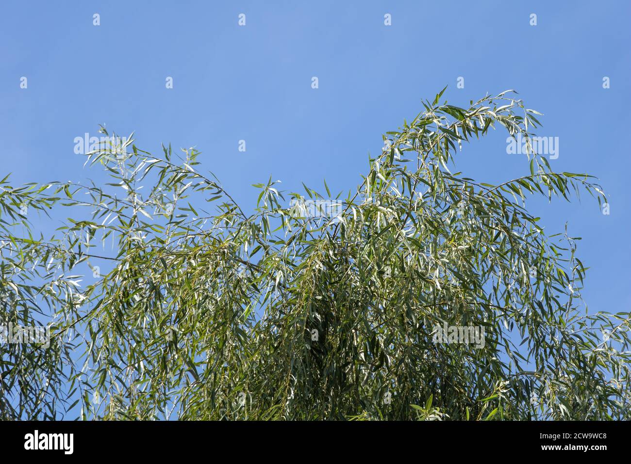 Willow tree with beautiful leaves on blue sky Stock Photo - Alamy