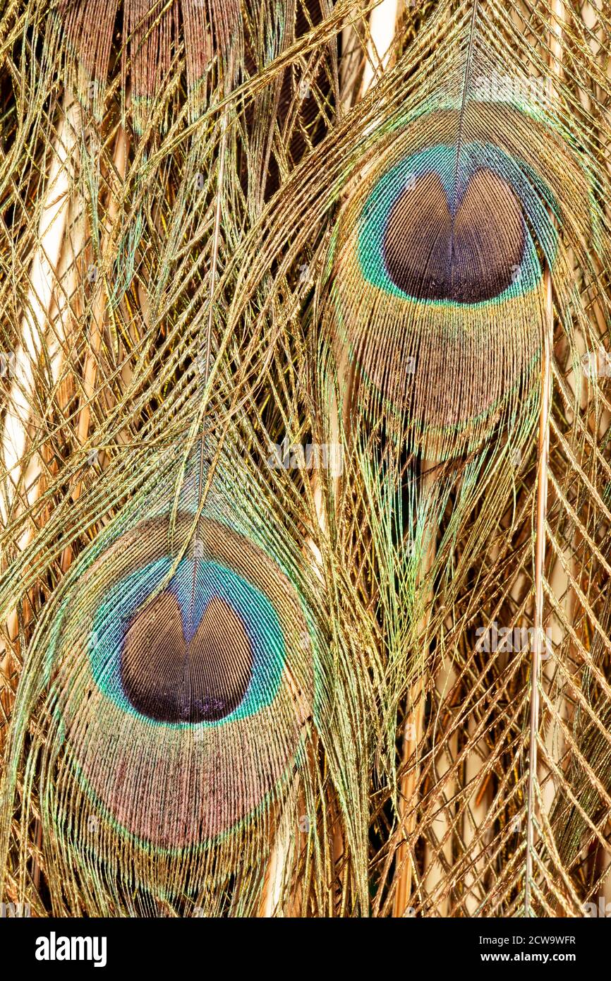 Close up pattern of Beautiful and colorful male Peacock feathers Stock Photo