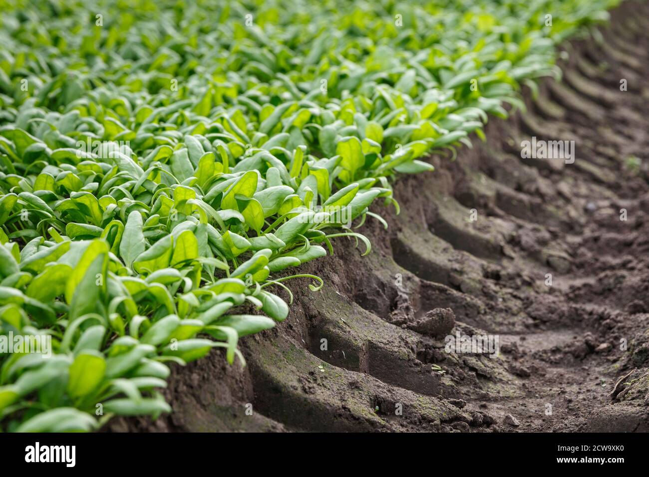Organic spinach growing in a soil in a greenhouse. Agricaltural production concept Stock Photo