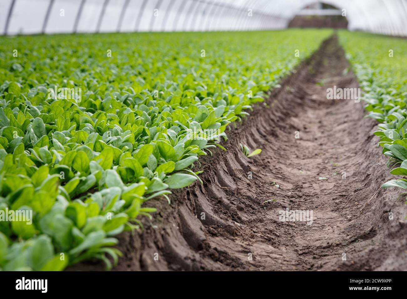 Organic spinach growing in a soil in a greenhouse. Agricaltural