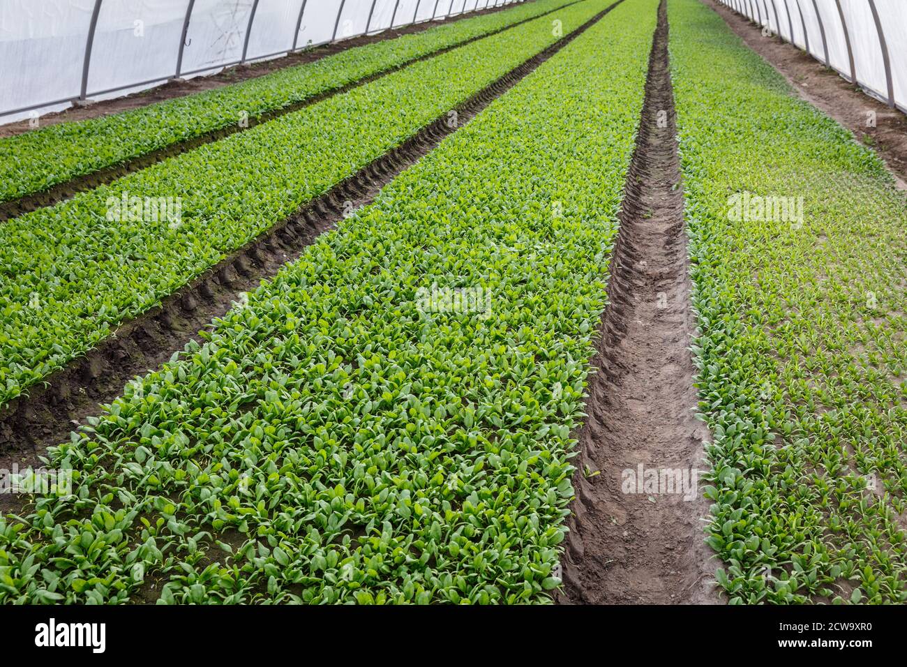 Organic spinach growing in a soil in a greenhouse. Agricaltural
