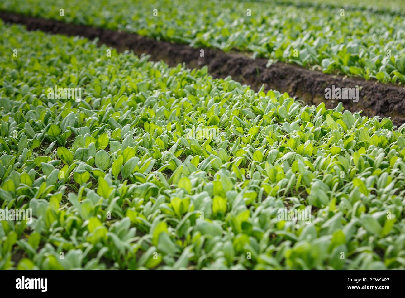 Organic spinach growing in a soil in a greenhouse. Agricaltural