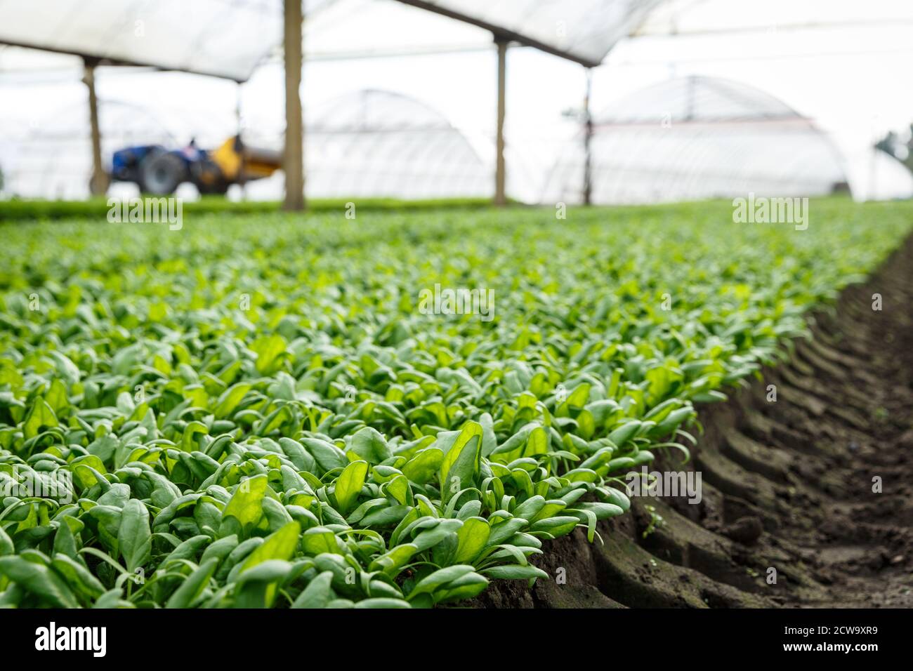Organic spinach growing in a soil in a greenhouse. Agricaltural