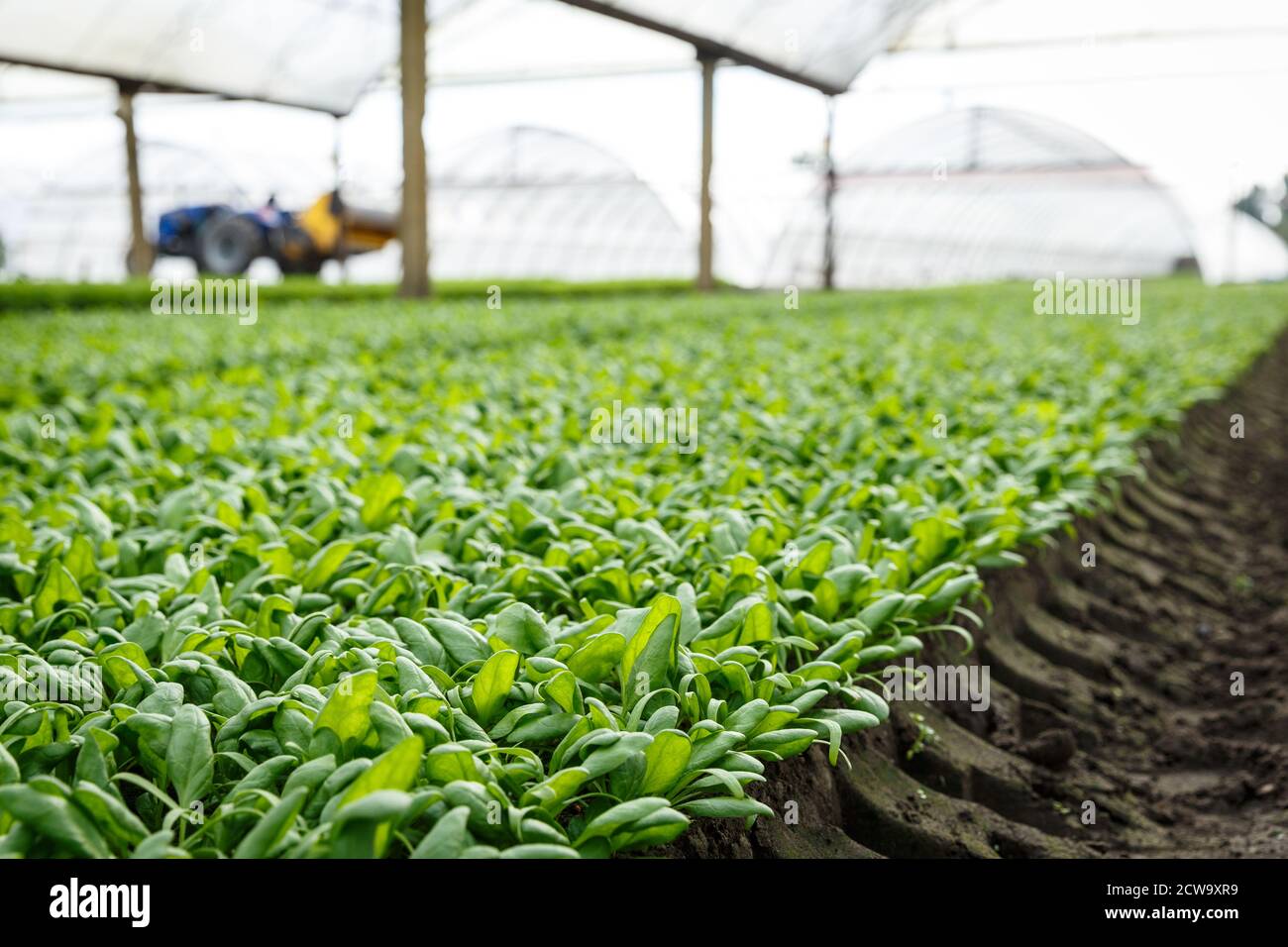 Organic spinach growing in a soil in a greenhouse. Agricaltural production concept Stock Photo