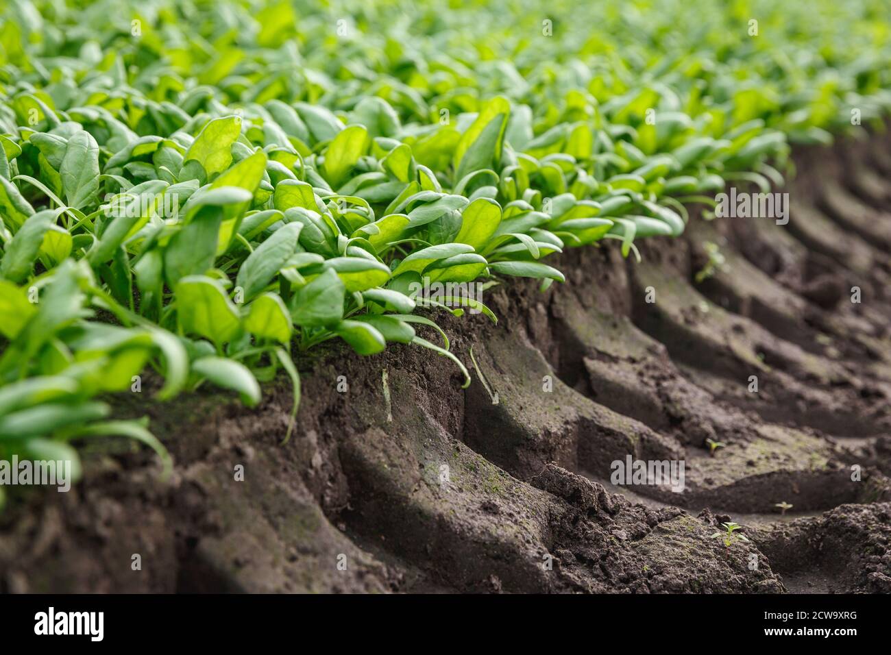 Organic spinach growing in a soil in a greenhouse. Agricaltural