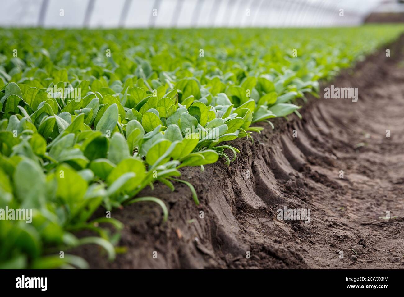 Organic spinach growing in a soil in a greenhouse. Agricaltural