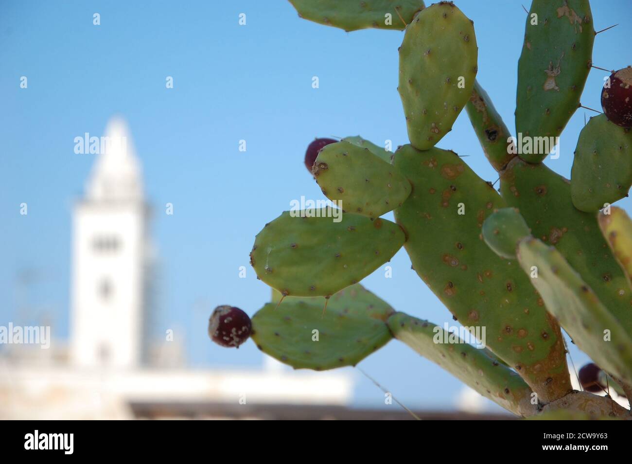 prickly pear fruits and plant in foreground and the white church bell tower of Trani Cathedral in south Italy  in blurred background Stock Photo