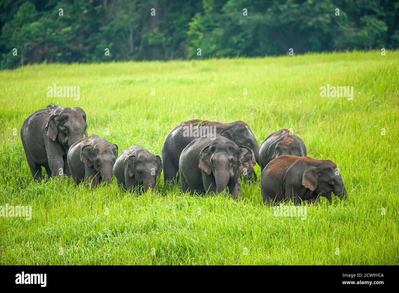 A herd of Asian Elephants feeding on the green grassland on rain morning. Khao Yai National Park, World Heritage Site, Thailand. Stock Photo