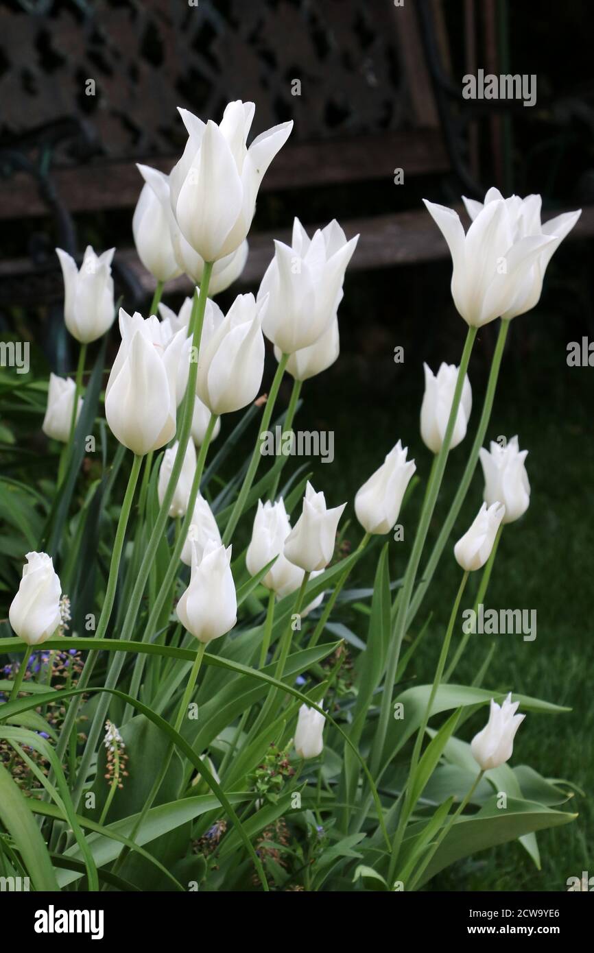 white tulips tulipa lily White Triumphator Stock Photo
