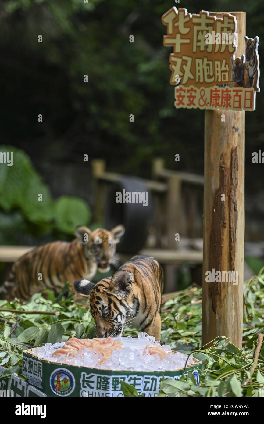 Guangdong tigers hi-res stock photography and images - Alamy