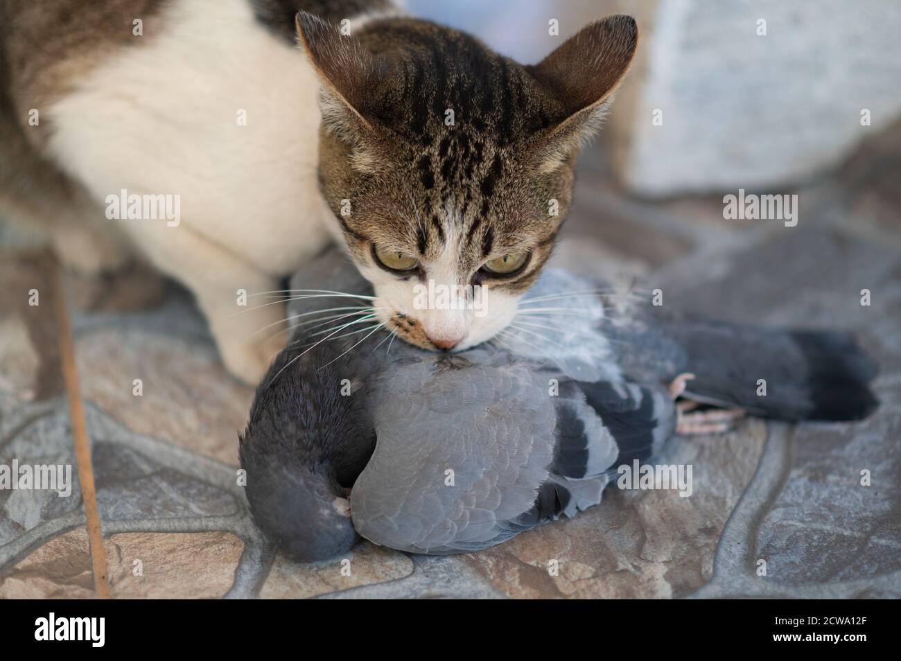 Cat hunter and bite a bird on the ground.A kitten and a Pigeon. Pet kills birds and eats them. The kitty is a predator. The young hunter. The world of Stock Photo