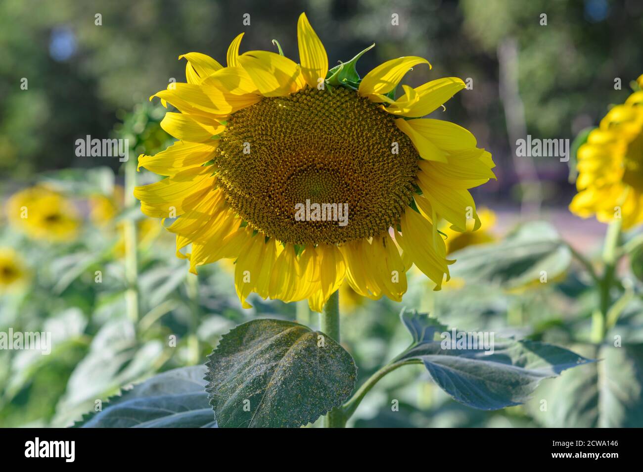 Sunflower field in Thailand.Sunflower blooming. Stock Photo