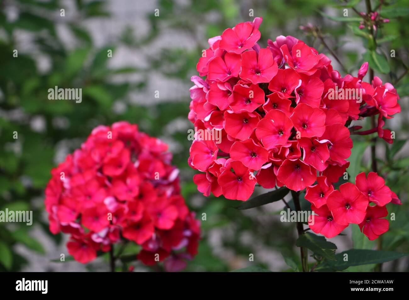red phlox paniculata in summer garden macro Stock Photo